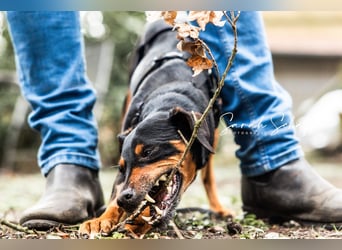 Anny - Ältere Hundedame sucht ihren Prinzessinnenplatz
