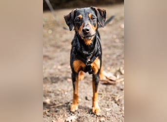 Anny - Ältere Hundedame sucht ihren Prinzessinnenplatz