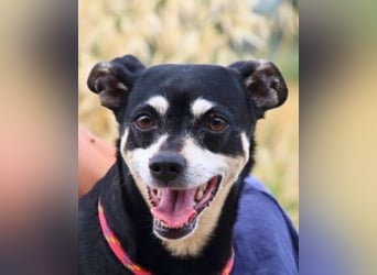 Jack - Wie erklärt man einem alten Hund den Tod