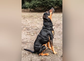 Anny - Ältere Hundedame sucht ihren Prinzessinnenplatz