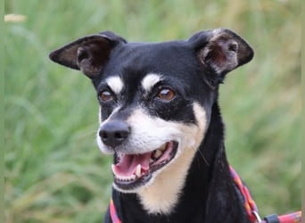 Jack - Wie erklärt man einem alten Hund den Tod