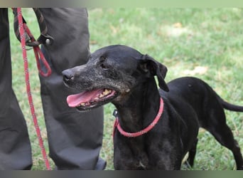 Melisande - Geheimcode "Wiesenelfe"