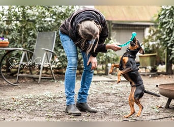 Anny - Ältere Hundedame sucht ihren Prinzessinnenplatz