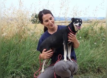Jack - Wie erklärt man einem alten Hund den Tod