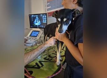 Jack - Wie erklärt man einem alten Hund den Tod