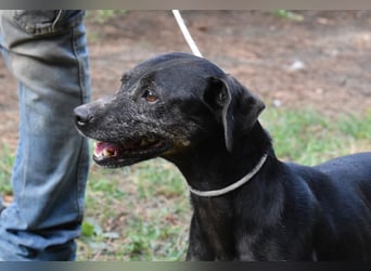 Melisande - Geheimcode "Wiesenelfe"