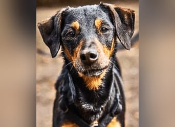 Anny - Ältere Hundedame sucht ihren Prinzessinnenplatz