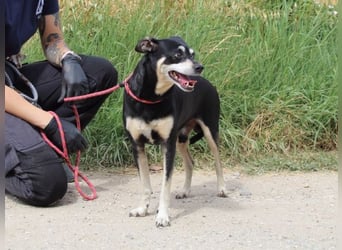 Jack - Wie erklärt man einem alten Hund den Tod