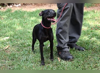 Melisande - Geheimcode "Wiesenelfe"