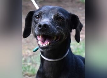 Melisande - Geheimcode "Wiesenelfe"