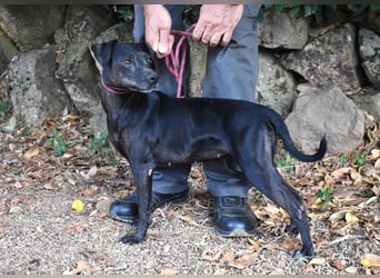 Melisande - Geheimcode "Wiesenelfe"