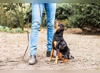 Anny - Ältere Hundedame sucht ihren Prinzessinnenplatz