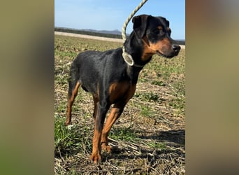 Anny - Ältere Hundedame sucht ihren Prinzessinnenplatz