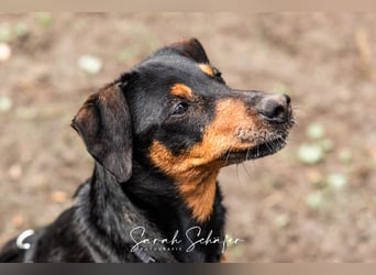 Anny - Ältere Hundedame sucht ihren Prinzessinnenplatz