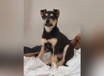 Kleine Pika wünscht sich eine Familie