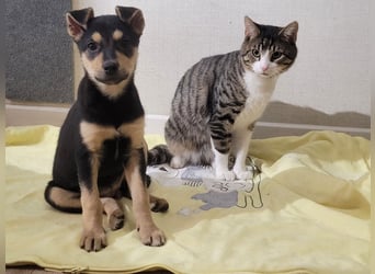 Kleine Pika wünscht sich eine Familie