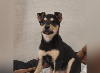 Kleine Pika wünscht sich eine Familie