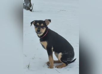 Kleine Pika wünscht sich eine Familie