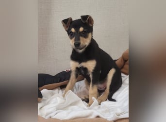 Kleine Pika wünscht sich eine Familie