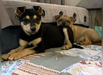 Kleine Pika wünscht sich eine Familie