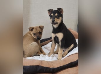 Kleine Pika wünscht sich eine Familie