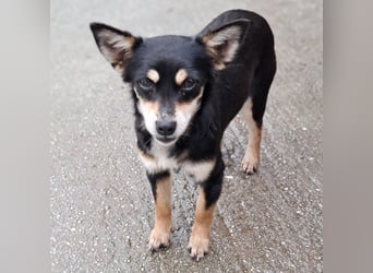 Olivia sucht ein Zuhause / eine Pflegestelle