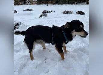 Olivia sucht ein Zuhause