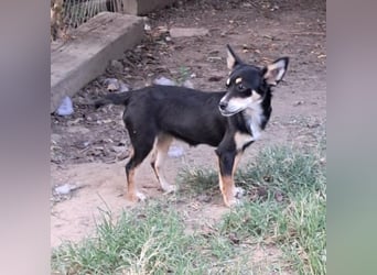 Olivia sucht ein Zuhause / eine Pflegestelle