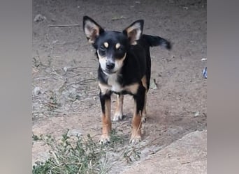 Olivia sucht ein Zuhause / eine Pflegestelle