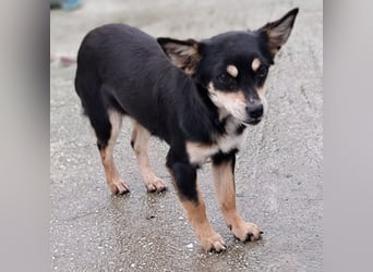 Olivia sucht ein Zuhause / eine Pflegestelle