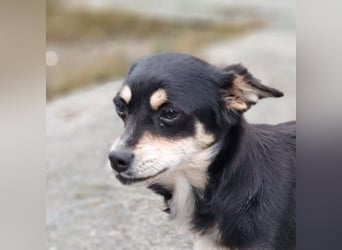 Olivia sucht ein Zuhause / eine Pflegestelle