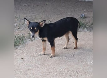 Olivia sucht ein Zuhause / eine Pflegestelle