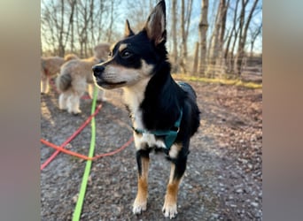 Olivia sucht ein Zuhause