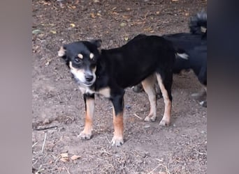 Olivia sucht ein Zuhause / eine Pflegestelle