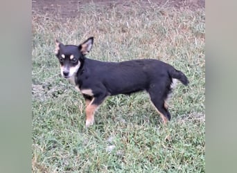 Olivia sucht ein Zuhause / eine Pflegestelle