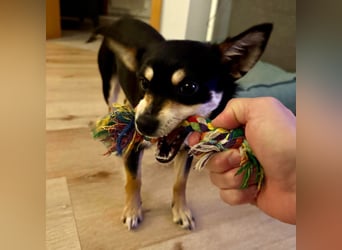 Olivia sucht ein Zuhause