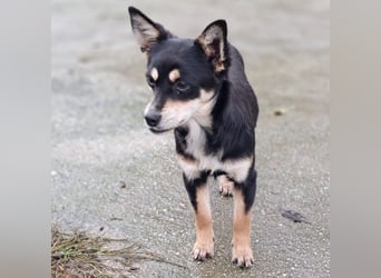 Olivia sucht ein Zuhause / eine Pflegestelle