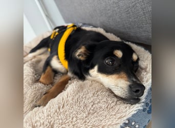 Olivia sucht ein Zuhause