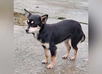 Olivia sucht ein Zuhause / eine Pflegestelle