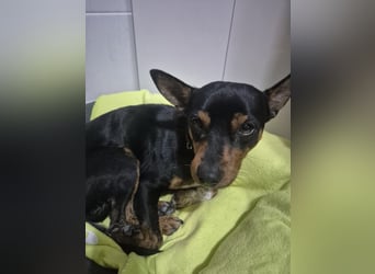 Toby, wurde einfach entsorgt