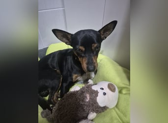 Toby, wurde einfach entsorgt