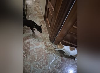 Toby, wurde einfach entsorgt