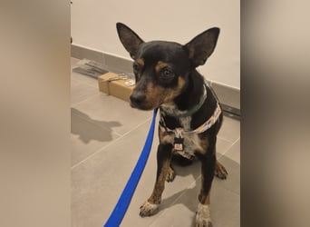 Toby, wurde einfach entsorgt