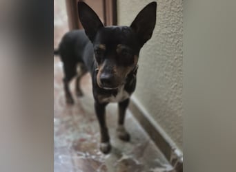 Toby, wurde einfach entsorgt