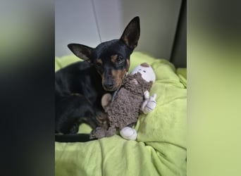 Toby, wurde einfach entsorgt