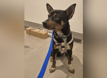 Toby, wurde einfach entsorgt