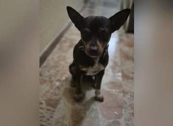 Toby, wurde einfach entsorgt