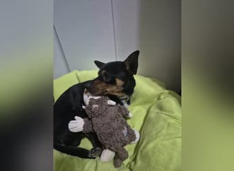 Toby, wurde einfach entsorgt