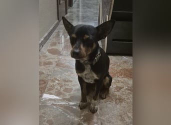 Toby, wurde einfach entsorgt