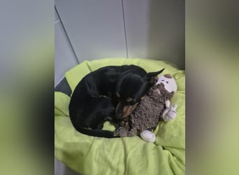 Toby, wurde einfach entsorgt